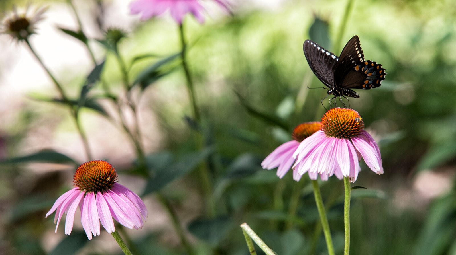 StudioOutside_Atlanta_Botanical_Garden_007.jpg
