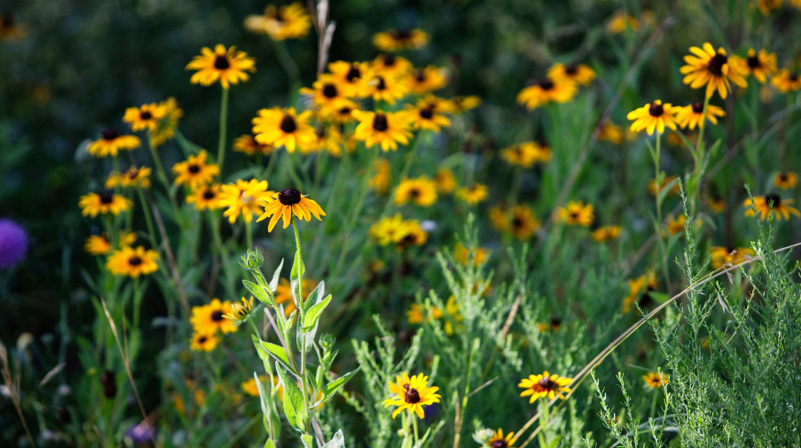 StudioOutside_DogwoodCanyonAudubonCenter_07.jpg